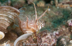NIKON D300 60MM DS160 by Alberto D'este 